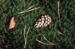 Baummemory_c_WWF_SCHWEIZ_MARKUS-BOLLIGER