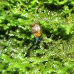 escargots