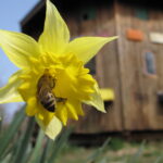 Image_Abeilles
