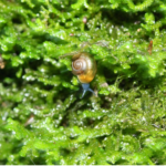 Escargots