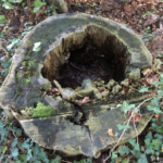 Enquête en forêt