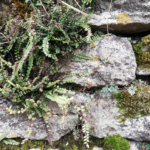 Nature en ville