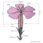 Fleur