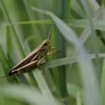 Insect G59d36d673 1920