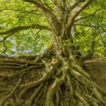 beech-g8dd1f165f_1920