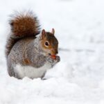 snow-g339f01974_1920