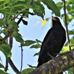 Blackbird