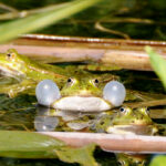 Froschteich_quer_BEARB