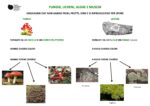 ALLEGATO 2 - Fungo, lichene, alga, muschio-poster