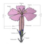 schema_fiore_c_ramona_bussien_wwf_svizzera