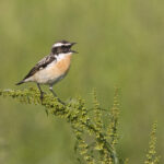 Braunkehlchen_Burkhardt-Marcel_006