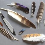 Vogelfedern_Toni_Masafret
