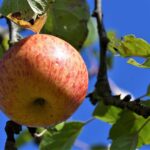 apple-4184960_1280