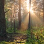 DT_Bosco_Titelbild_Wald