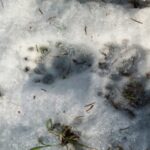 Fuchsspur