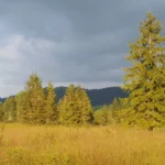 Moorlandschaft-Rothenthurm