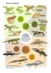 Jeux_amphibiens