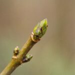 knospe(2)