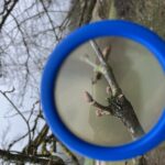 kurs-baeume-und-straeucher
